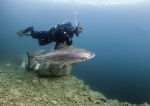 Diver & trout