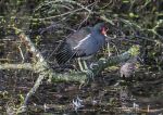 Moorhen