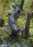 great crested newt