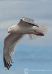 Herring Gull - juvenile