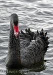 Black Swan