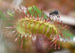 sundew & insect
