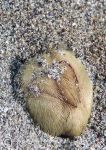 Sea Potato or Common Heart Urchin
