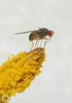 Fly on stamen