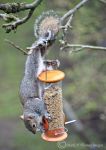 Grey squirrel