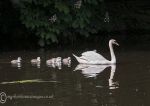 Mute swans 2014