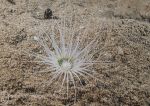 Tube anemone