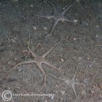 Sand brittlestars