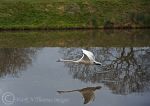 Mute Swan