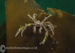 Long-legged spider crab on kelp