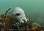 Seal pup 1