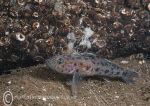 Leopard-spotted goby