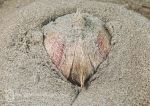 Heart urchin/sea potato
