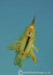 Amphipod underside