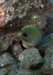 Moray