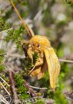 Drinker Moth