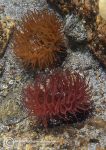 Beadlet anemones