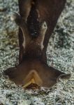Sea Hare