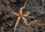 Black brittle star