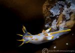 Polycera quadrilineata.