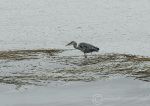 Grey heron - Aughrus