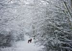 Sorcha in snow