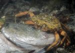 Shore crab - scavenging