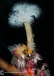 Plumose anemone & Organ-pipe fanworms