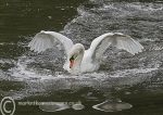 Swan Aggression