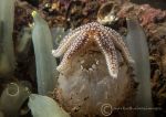 Common starfish on sea squirt