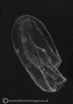 Comb Jelly