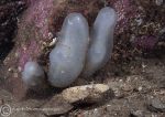 Sea squirt