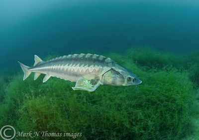 Diamond sturgeon