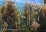 Wrasse & seaweeds - Aughrus 3
