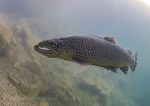 Brown trout 1