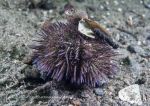 Shore/green urchin