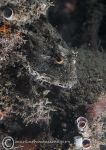Long-spined scorpionfish