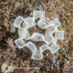 Geitodoris planata eggs 