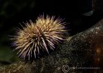 Green sea urchin