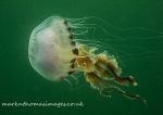 Compass jellyfish