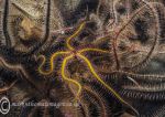 Brittlestars