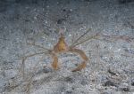 Long-legged spider crab