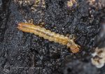 Centipede