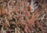 Feather stars