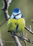 Blue Tit