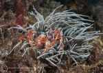 Long-legged spider crab/snakelocks anemone