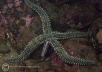 Spiny starfish