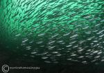 Horse mackerel/scad
