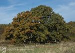 Horse chestnut - Hulse's Island