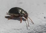 Leaf Beetle